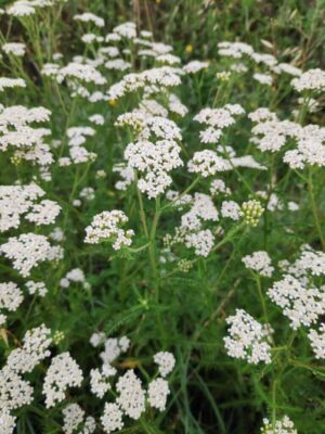 achillea millefoglie rita rossi r