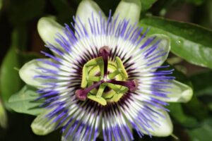 passiflora piante giuste aiutano