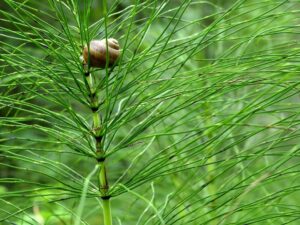 equiseto aiuto caduta capelli non solo rita rossi dottoressa del naturale 1