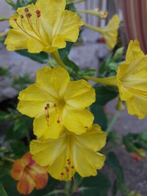 enotera semi rita rossi r