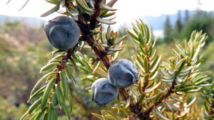 juniperus cistite rimedi naturali dottoressa del naturale rita rossi 1