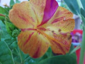 enotera semi rita rossi 2