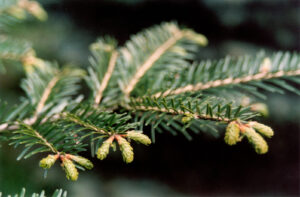 abete rosso olio essenziale rita rossi dott naturale r