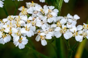 achillea digeriamo eccessi alimentari con aiuto delle piante rita rossi rimedi naturali 1 1