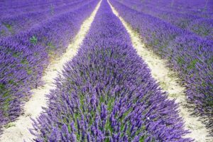 lavanda prato1
