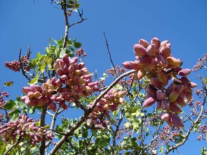 mastice di chios rita rossi rimedi naturali r