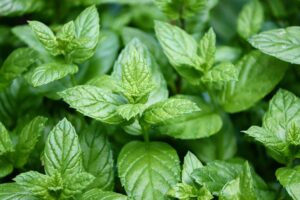 menta rimedi naturali personalizzati per il tuo benessere 1