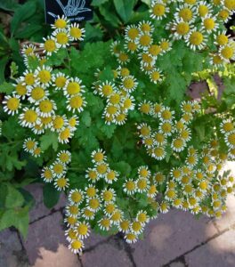 partenio Rita Rossi dottoressa del naturale 1