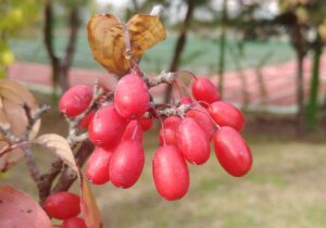 schisandra stress affrontiamolo con l'aiuto delle piante