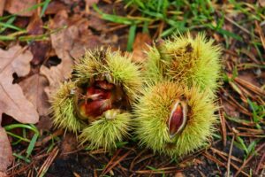 castanea vesca drenare linfa rita rossi 1