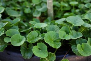 centella disintossicare drenare ritarossi 1