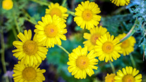 crisantello americano