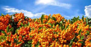 sorbo drenare disintossicare cellulite rita rossi 1