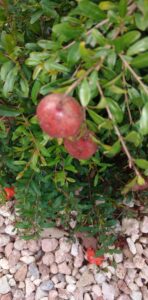 melagrana antiossidanti