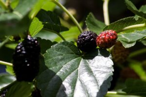 gelso nero morus nigra controlliamo la glicemia in modo naturale gelso nero morus nigra controlliamo la glicemia in modo naturale