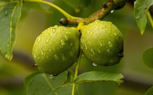 noce juglans regia noce juglans regia