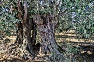 olivo albero dottoressa del naturale rita rossi olivo albero dottoressa del naturale rita rossi