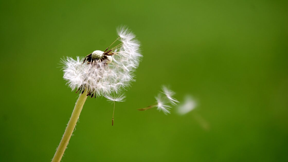 respirare bene con l'aiuto delle piante