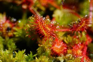 drosera tosse drosera tosse