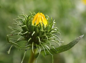 grindelia respiro forte difeso con le piante grindelia respiro forte difeso con le piante