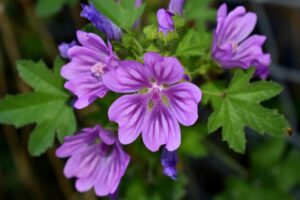 malva fiore respiro forte e difeso malva fiore respiro forte e difeso