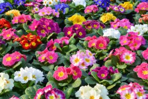 primula primula