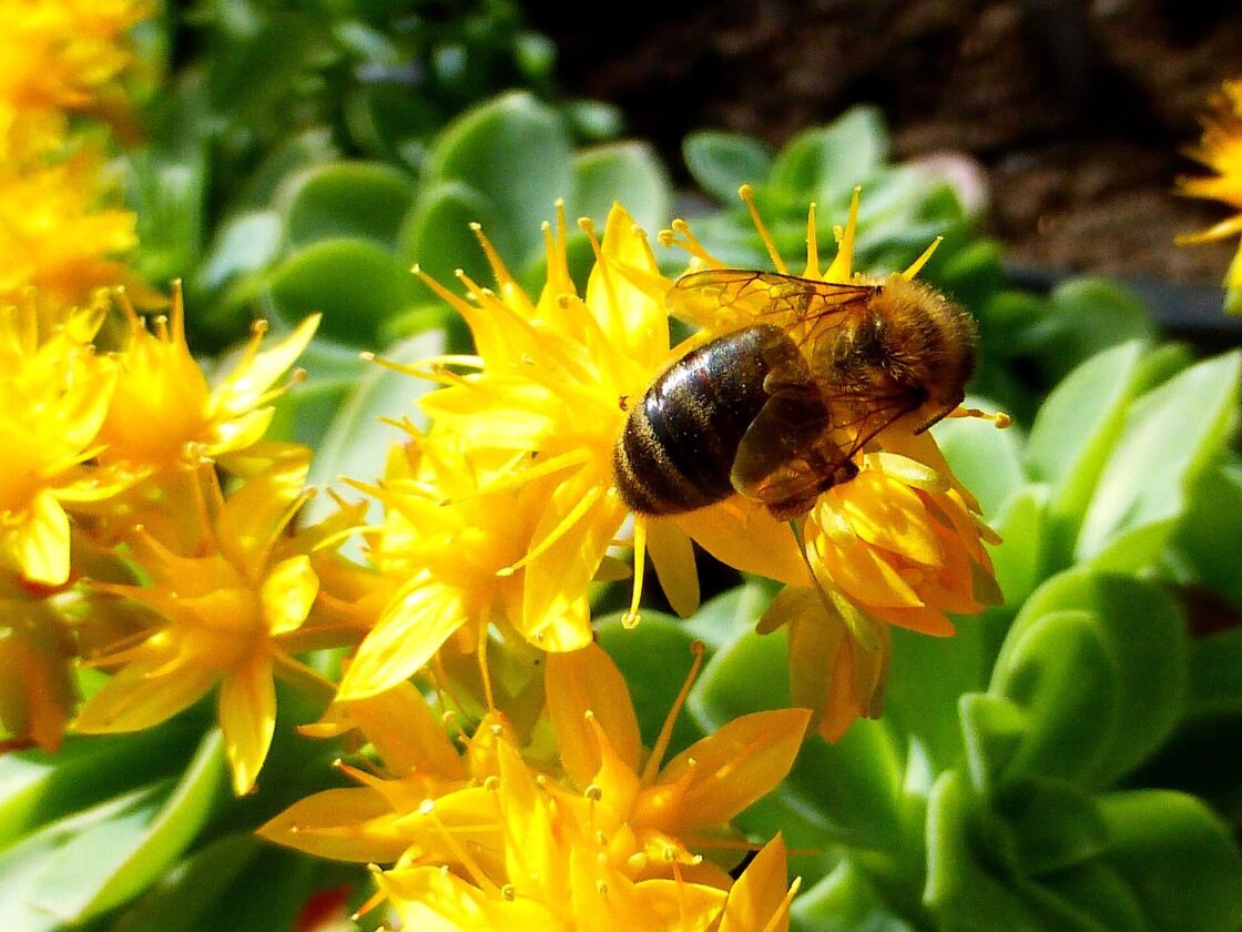 allergia dottoressa del naturale rimedi naturali personalizzati