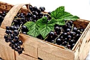 ribes nero stop allergie infiammazioni 1