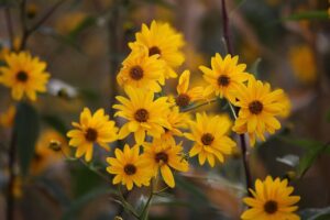 arnica fiori arnica fiori