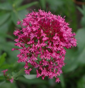 valeriana rossa